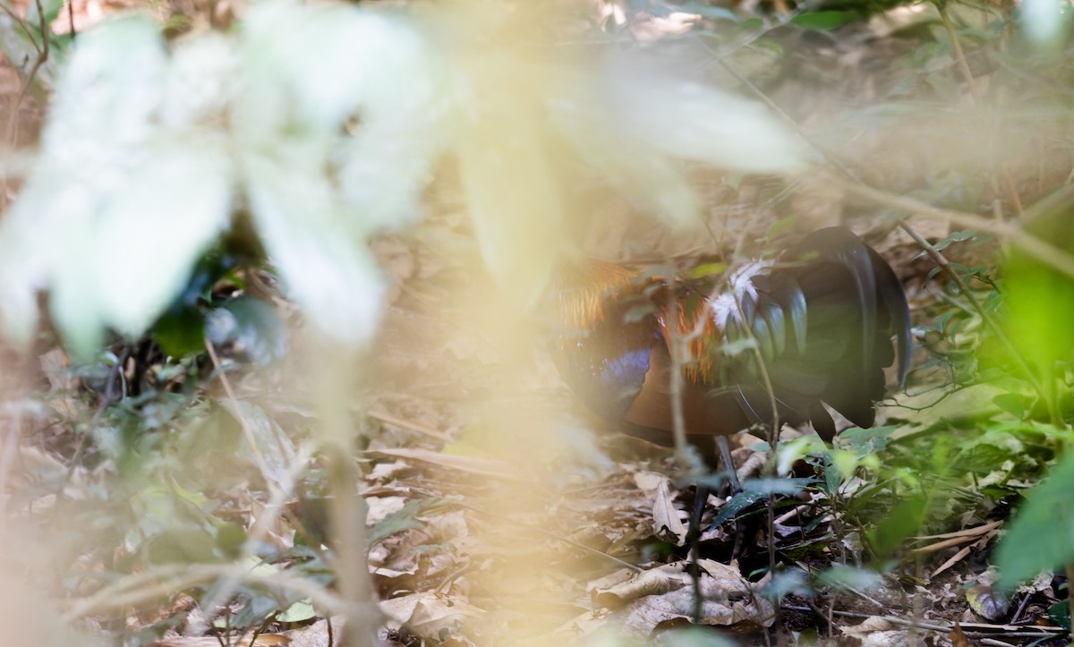 Red Junglefowl - ML638437408