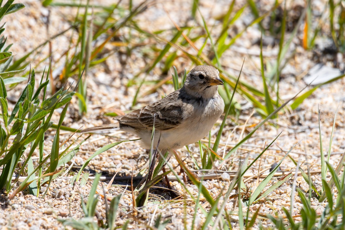 Hume's Lark - ML638437458