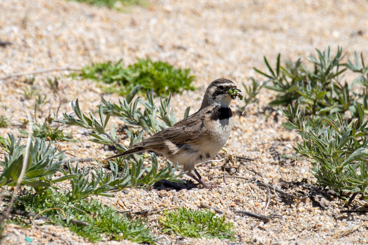 Horned Lark - ML638437467