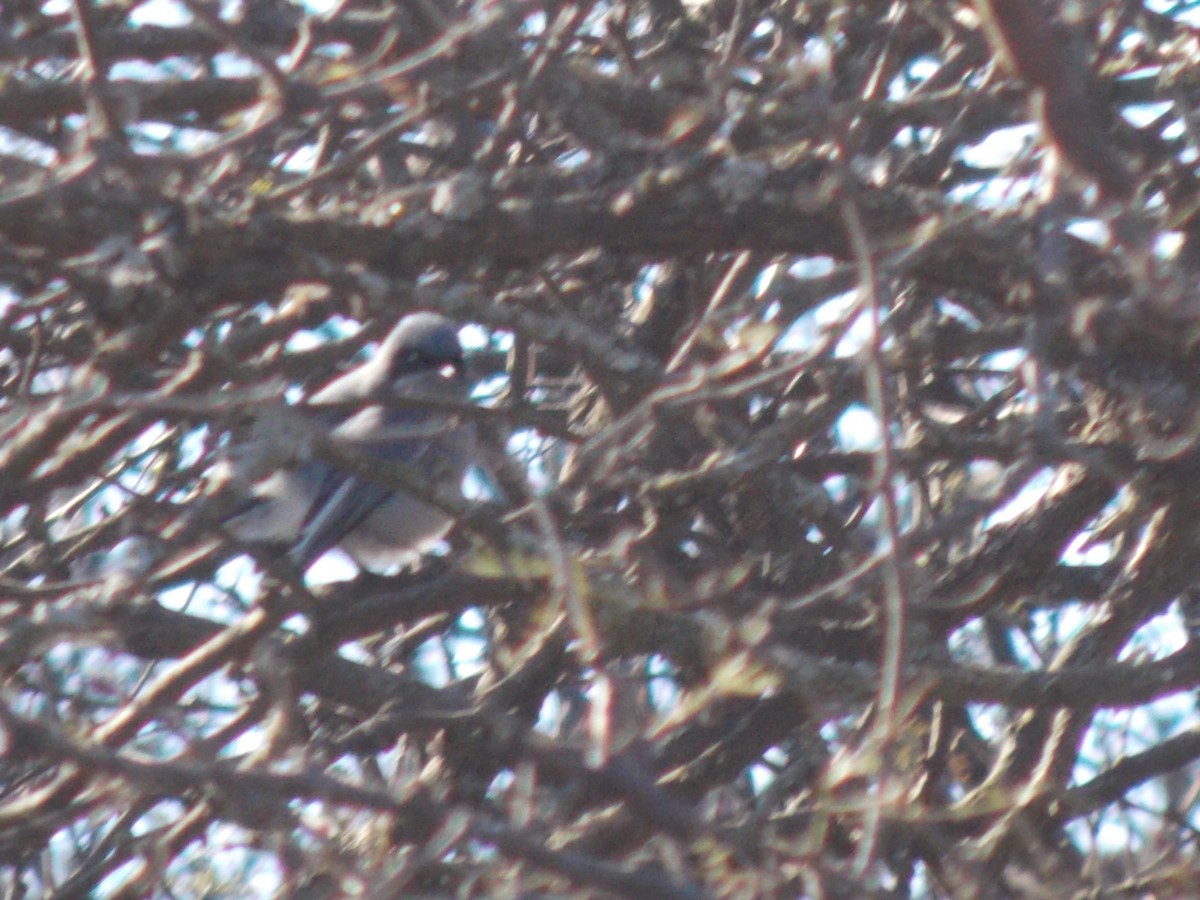 Masked Gnatcatcher - ML638437509