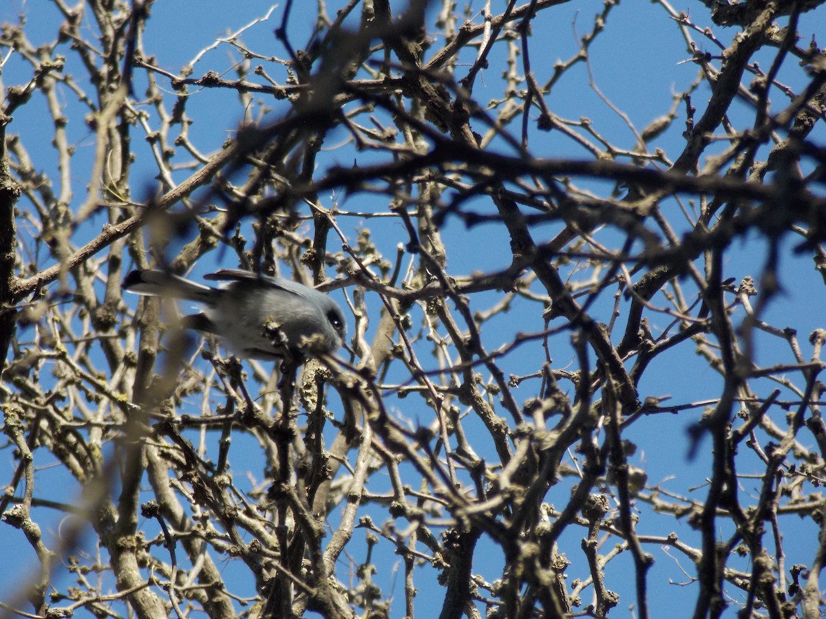 Masked Gnatcatcher - ML638437510