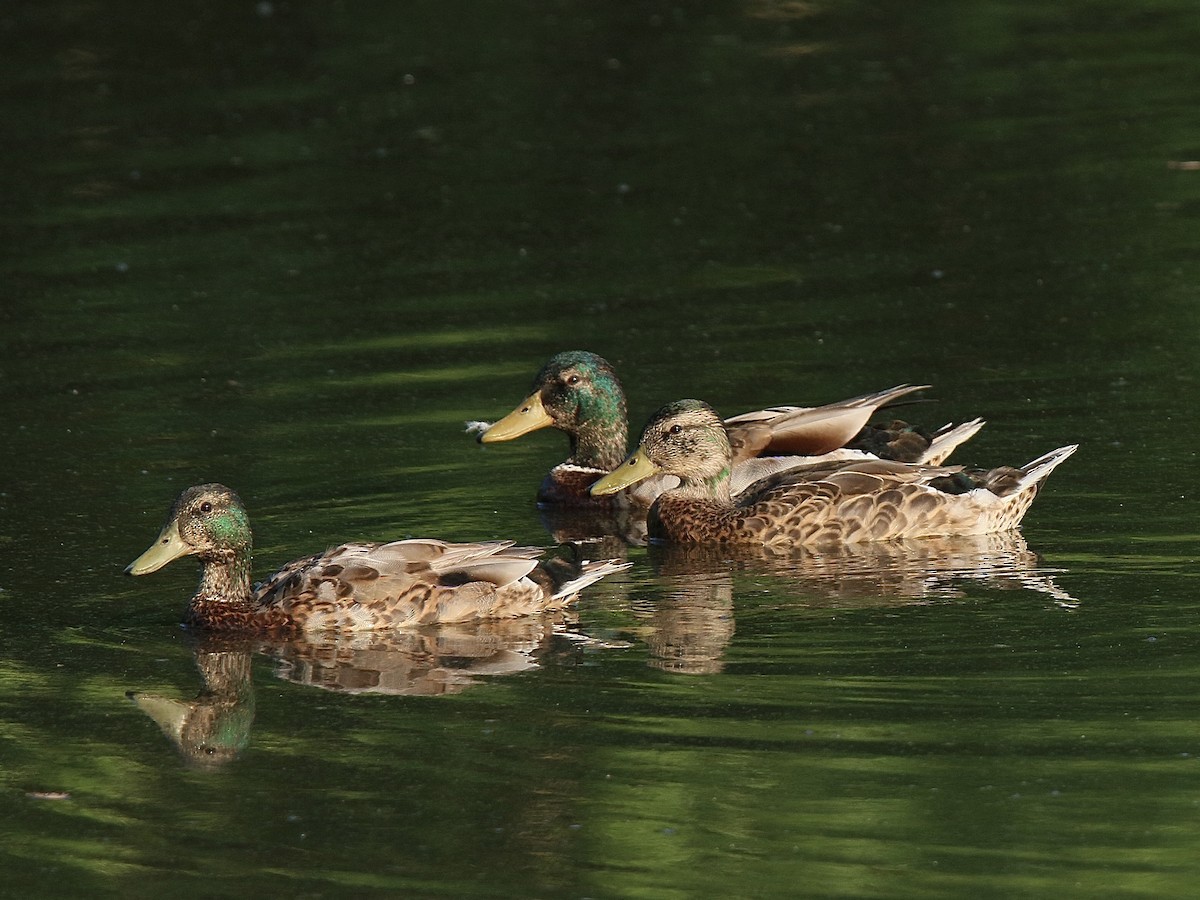 Mallard - ML638437518