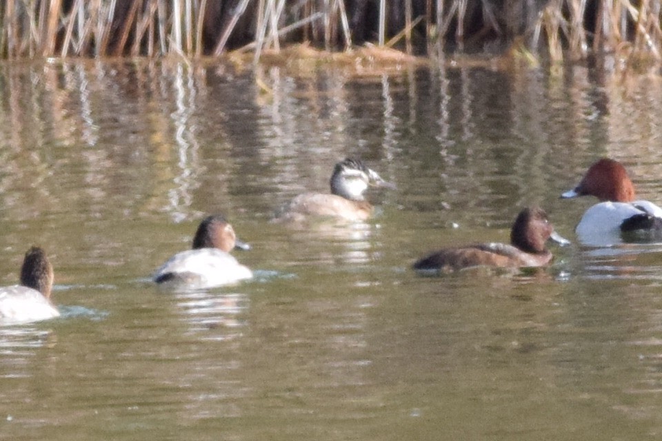 White-headed Duck - ML638437556