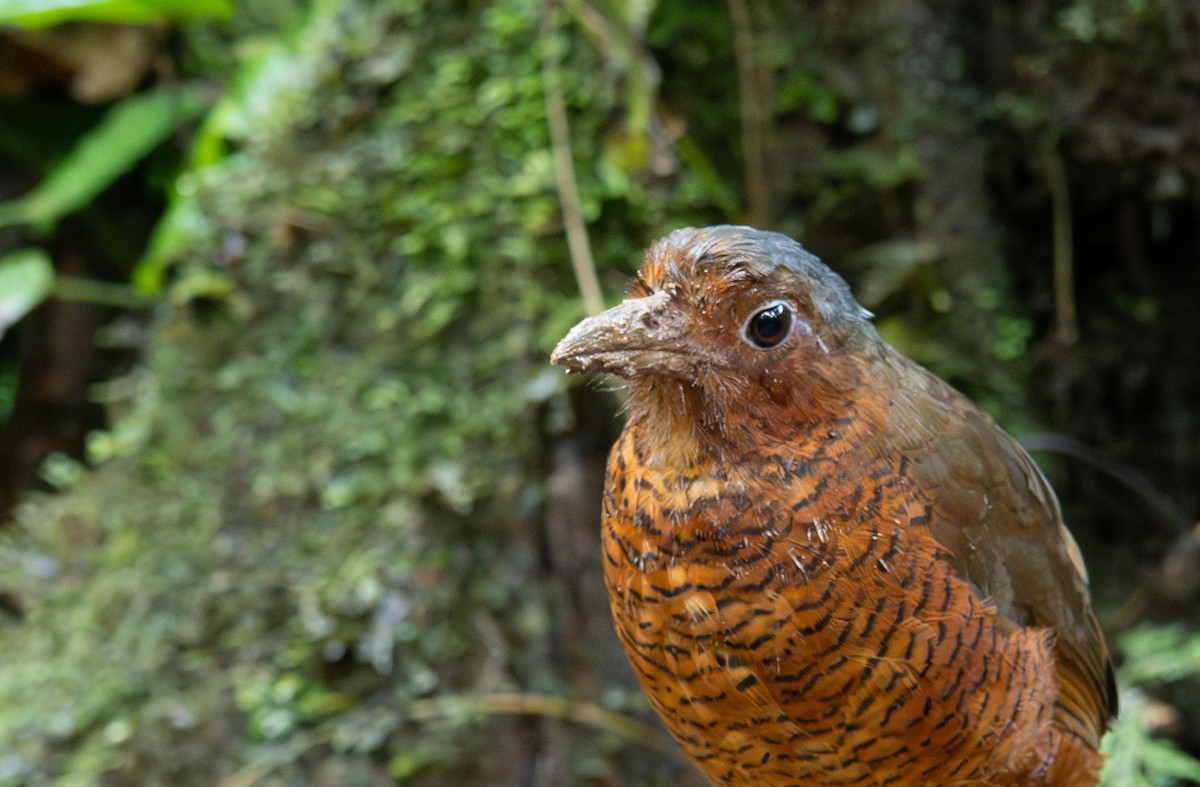 Giant Antpitta - ML638437559
