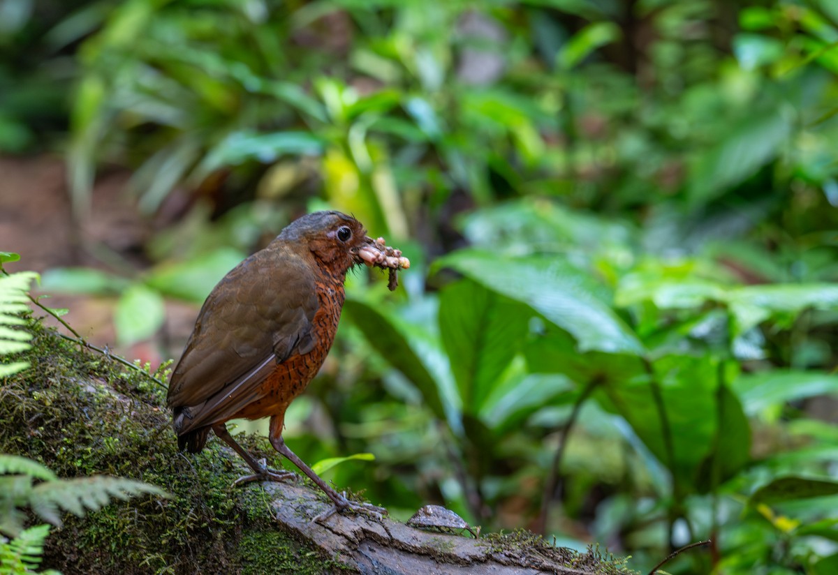 Giant Antpitta - ML638437560