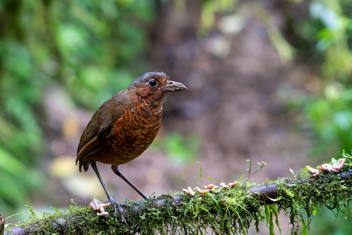 Giant Antpitta - ML638437561