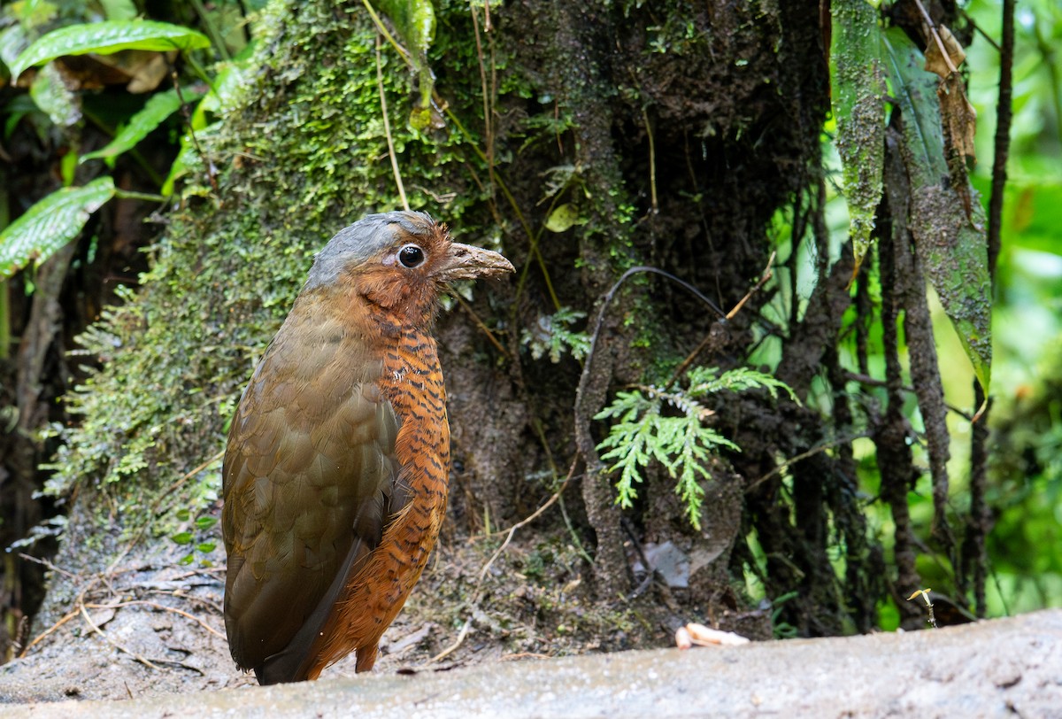Giant Antpitta - ML638437562