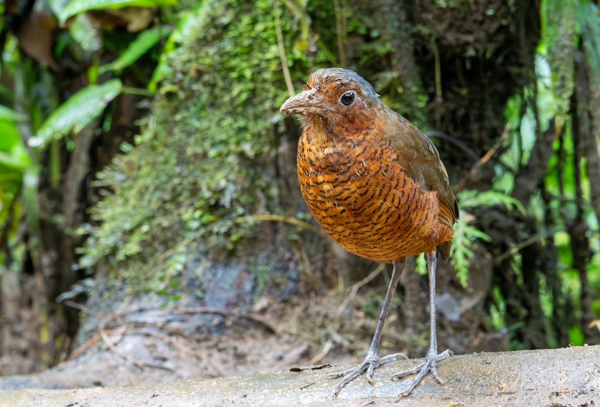 Giant Antpitta - ML638437564