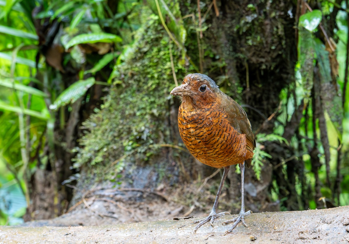 Giant Antpitta - ML638437565