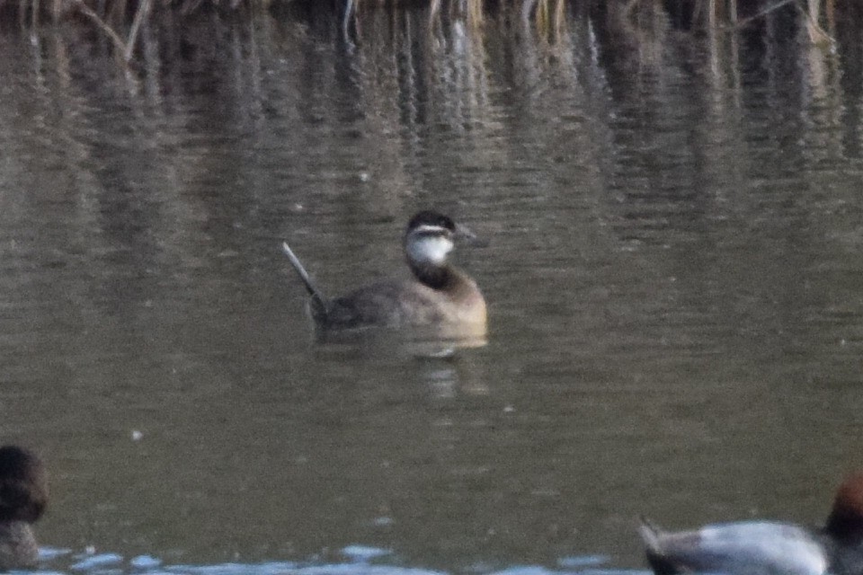 White-headed Duck - ML638437582