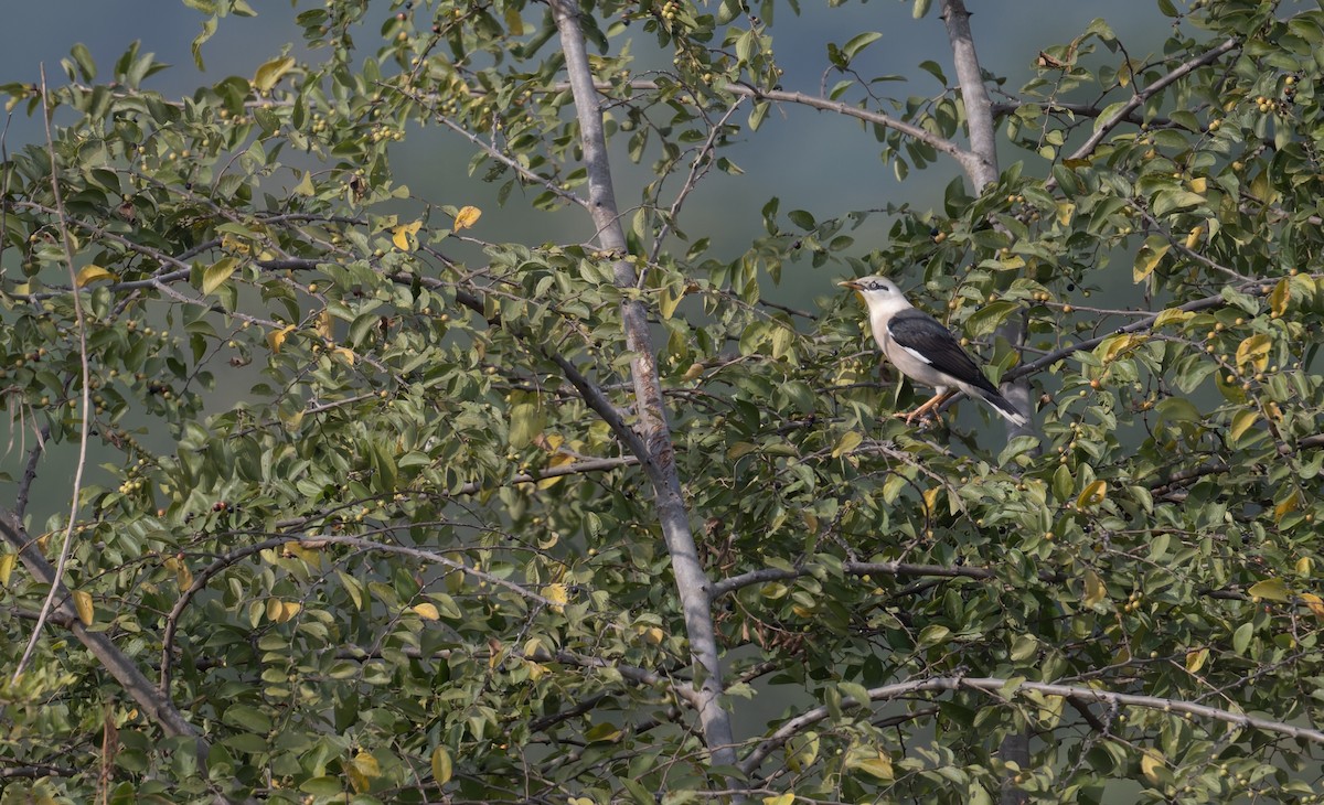 葡萄胸椋鳥 - ML638437592