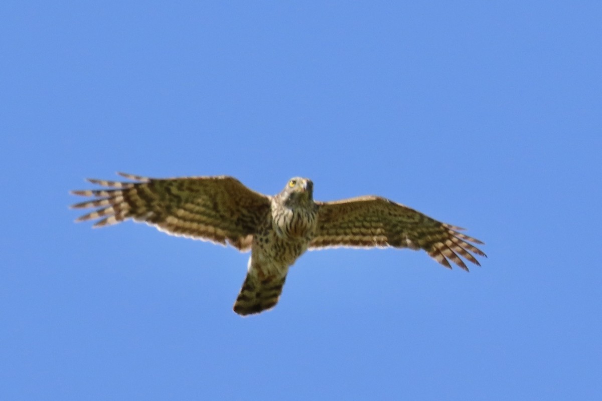 Eurasian Goshawk - ML638437598