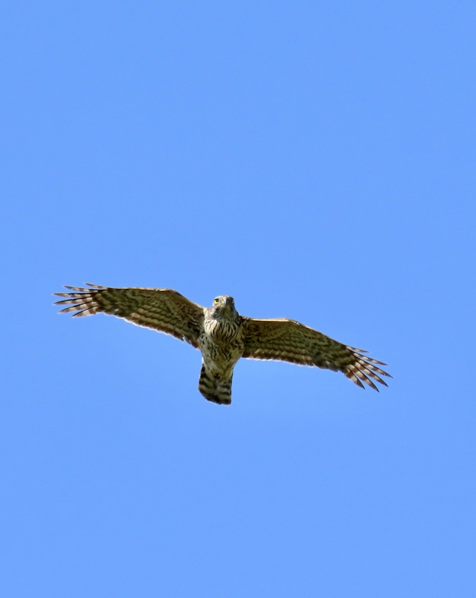 Eurasian Goshawk - ML638437599