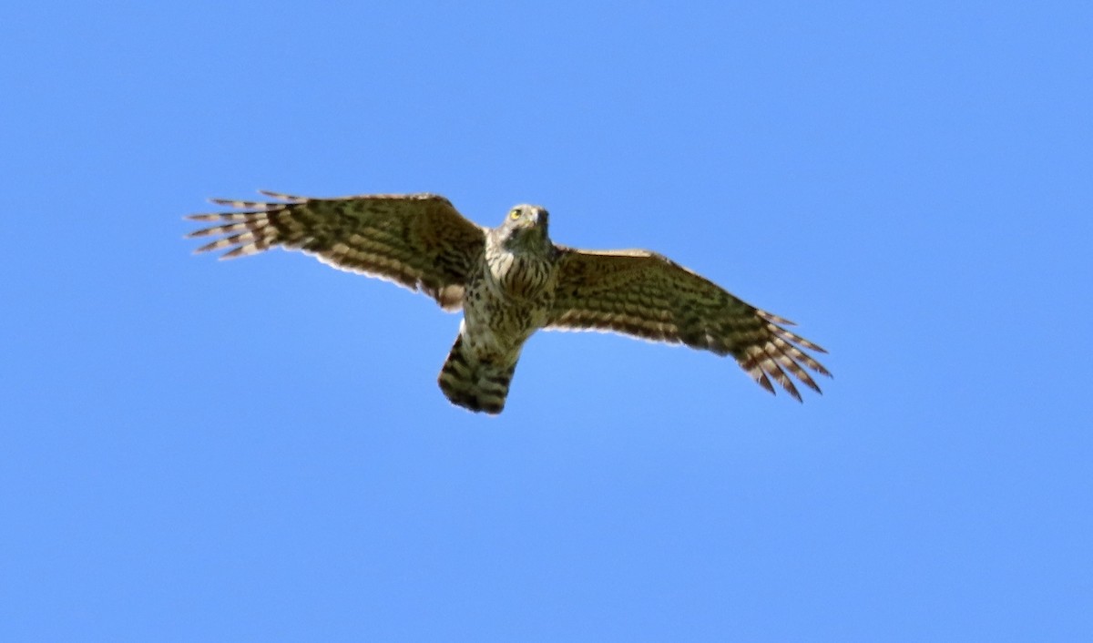 Eurasian Goshawk - ML638437600