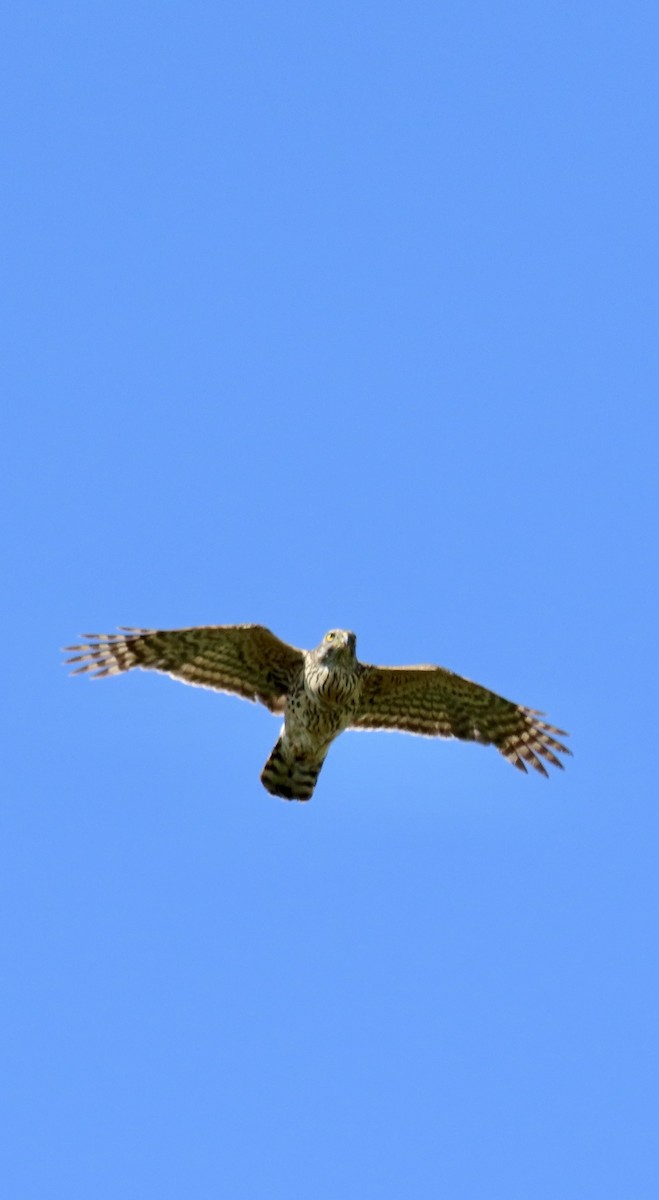 Eurasian Goshawk - ML638437601