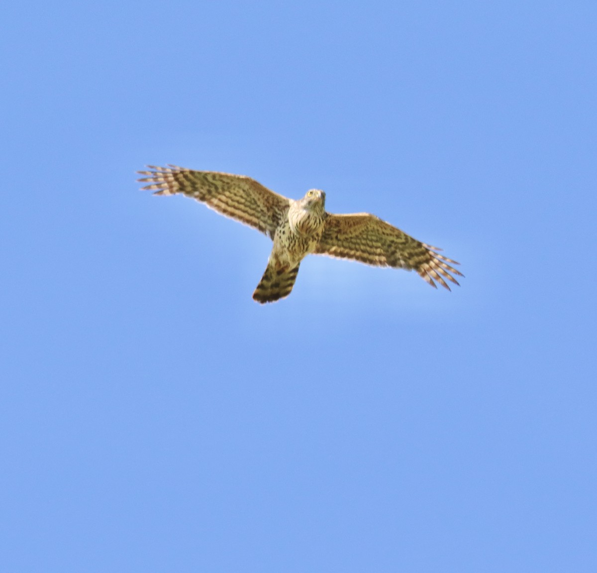 Eurasian Goshawk - ML638437602