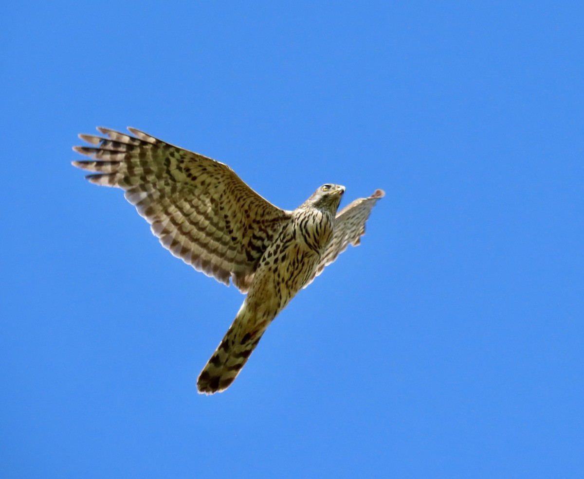 Eurasian Goshawk - ML638437603
