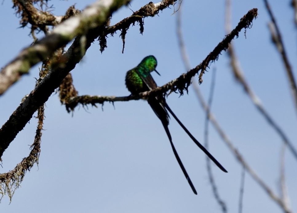 Long-tailed Sylph - ML638437624