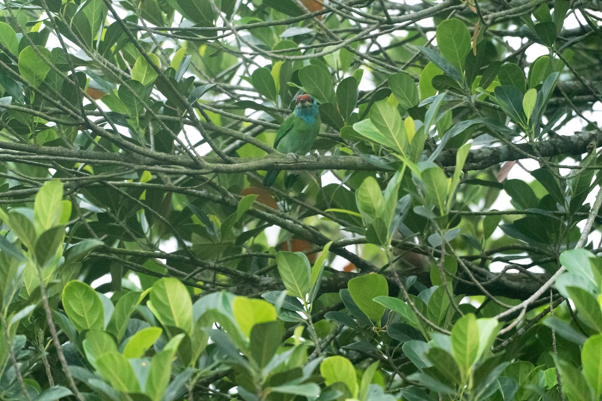 Blue-throated Barbet - ML638437644