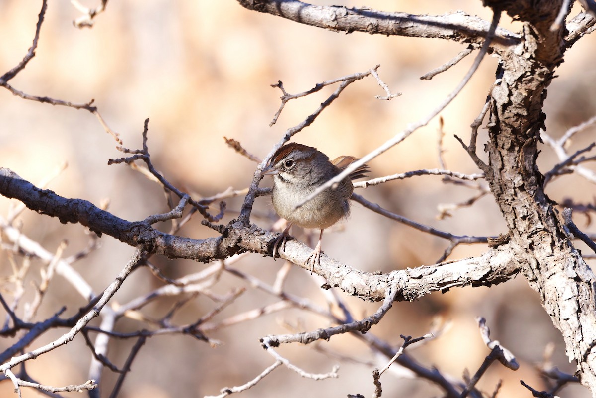 Rufous-crowned Sparrow - ML638437654