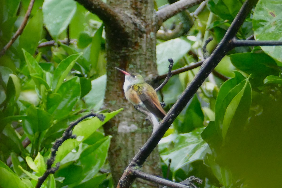 Amazilia Hummingbird (White-throated) - ML638437663