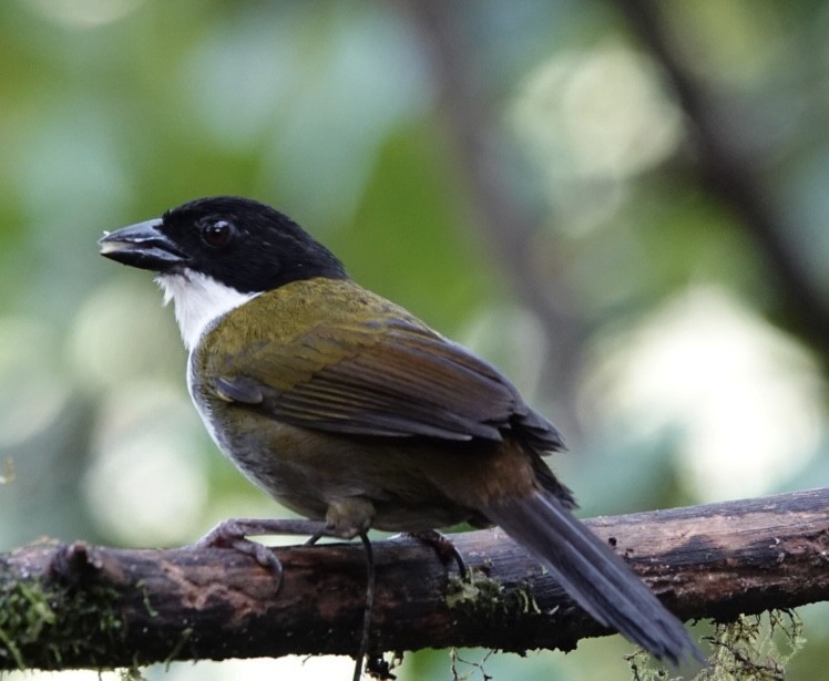 Black-headed Brushfinch - ML638437682
