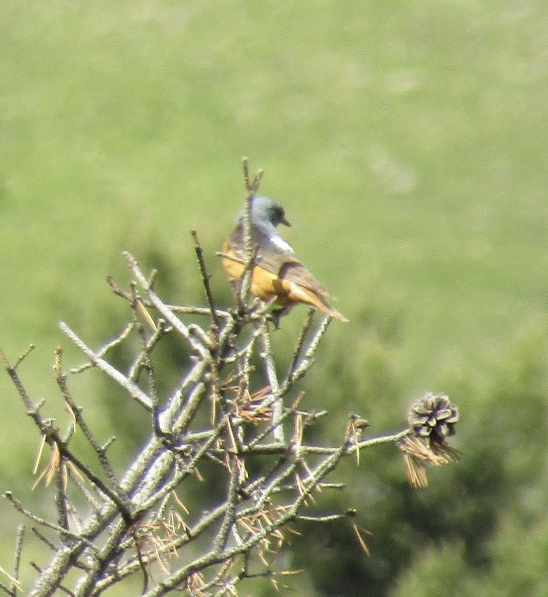 Rufous-tailed Rock-Thrush - ML638437700