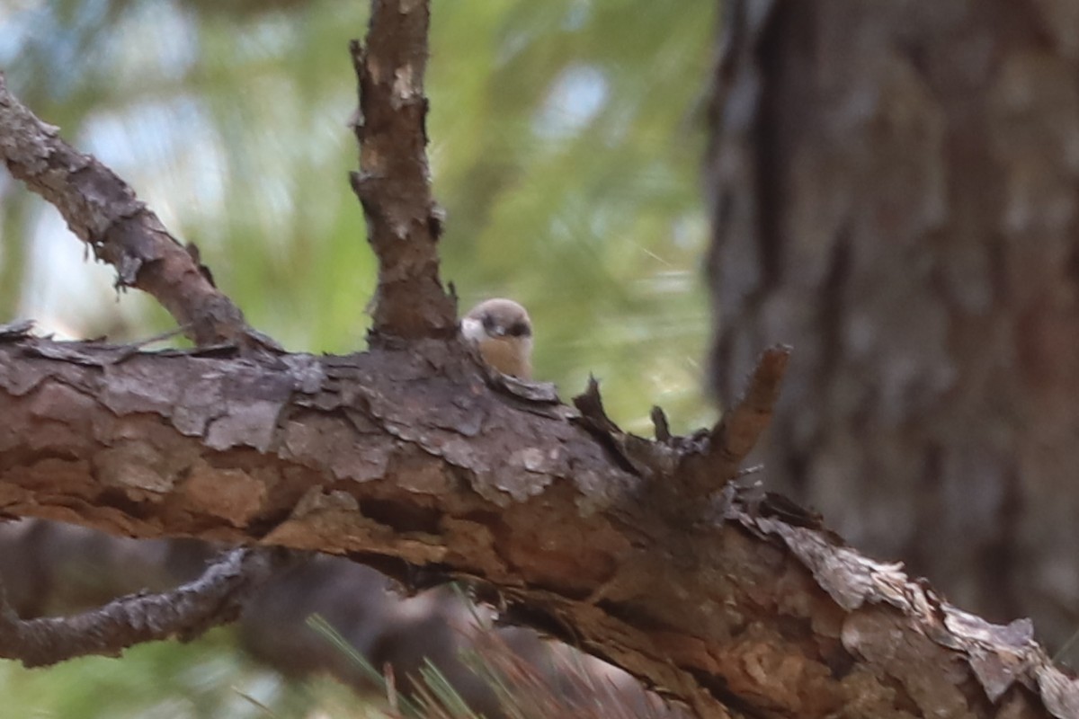 Brown-headed Nuthatch - ML638437704
