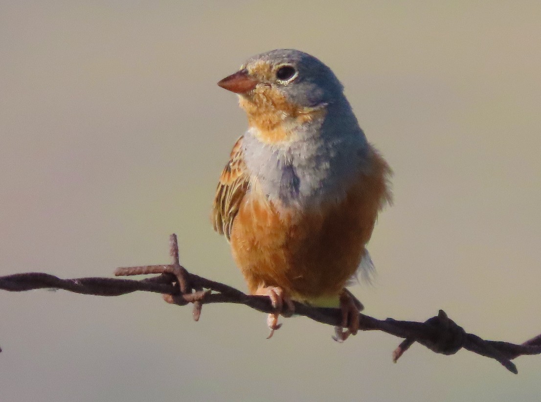 Cretzschmar's Bunting - ML638437735