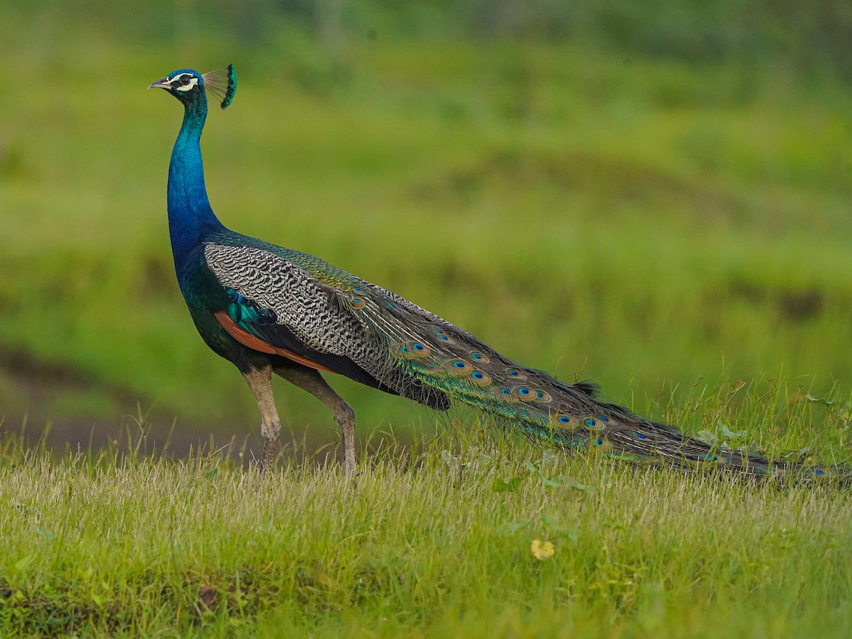 Indian Peafowl - ML638437749