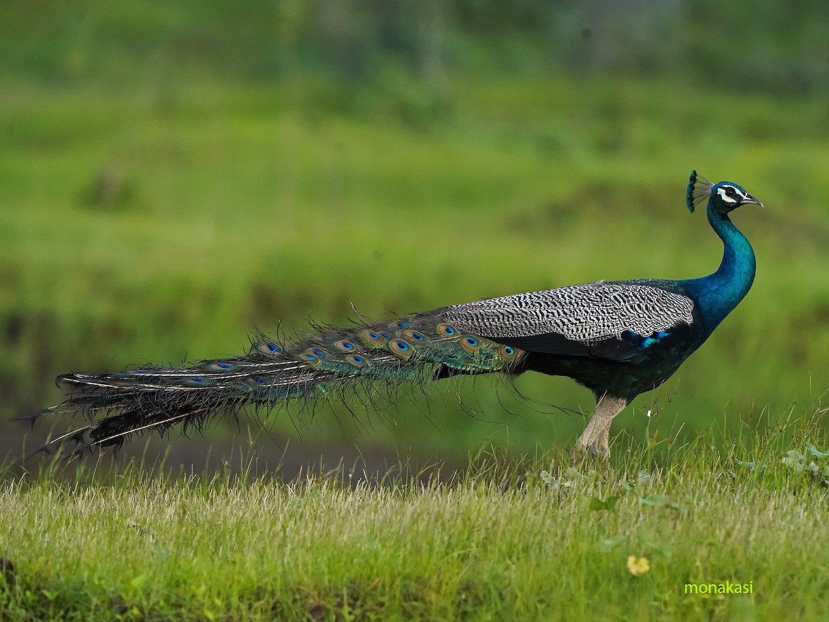 Indian Peafowl - ML638437752