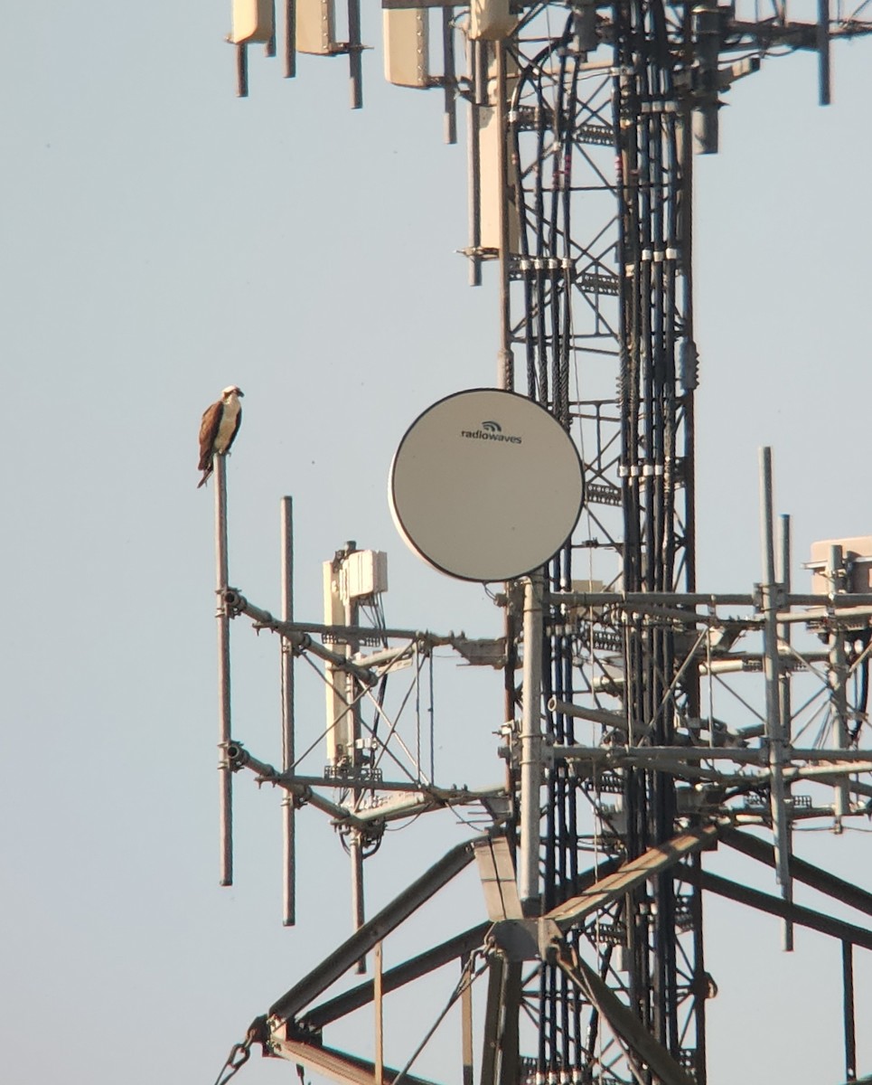 魚鷹 - ML638437777