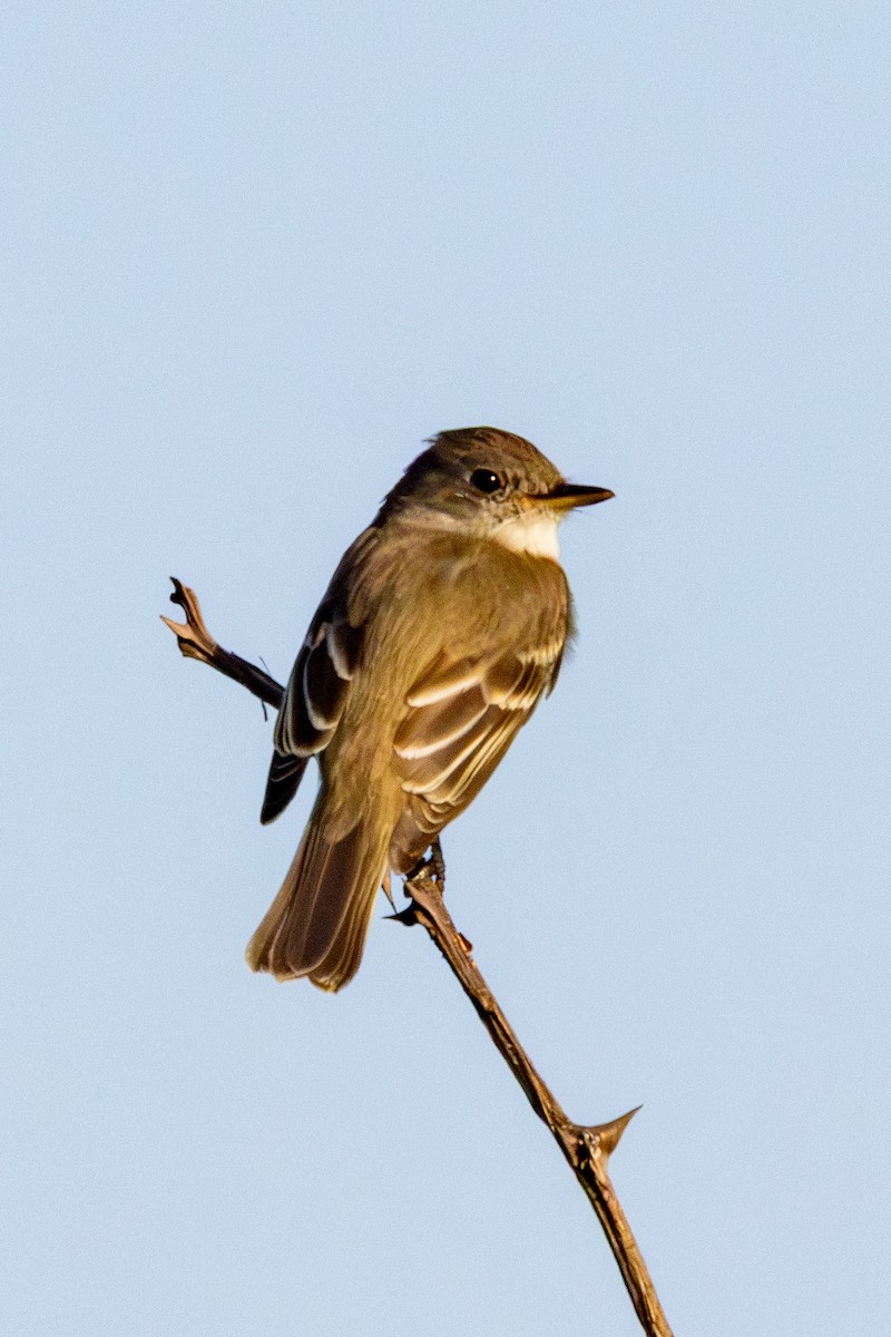 Willow Flycatcher - ML638437783