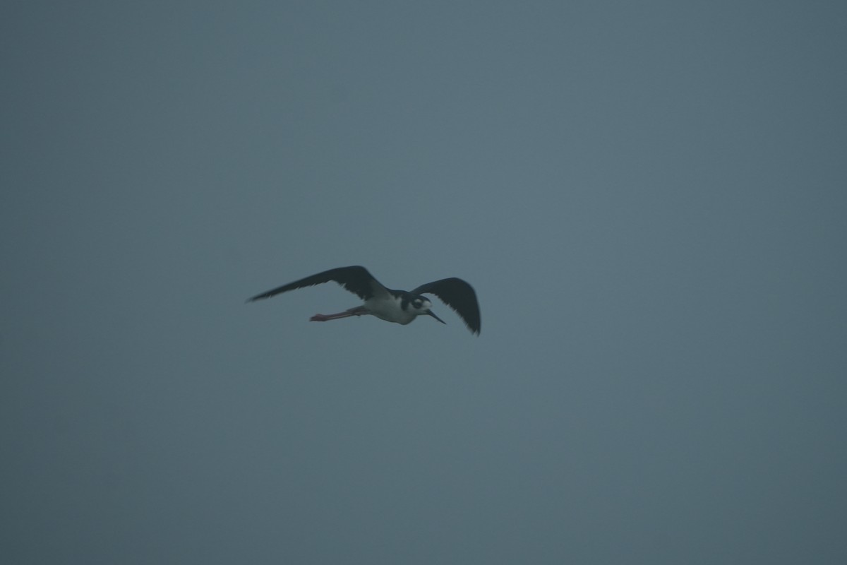 Black-necked Stilt - ML638437784