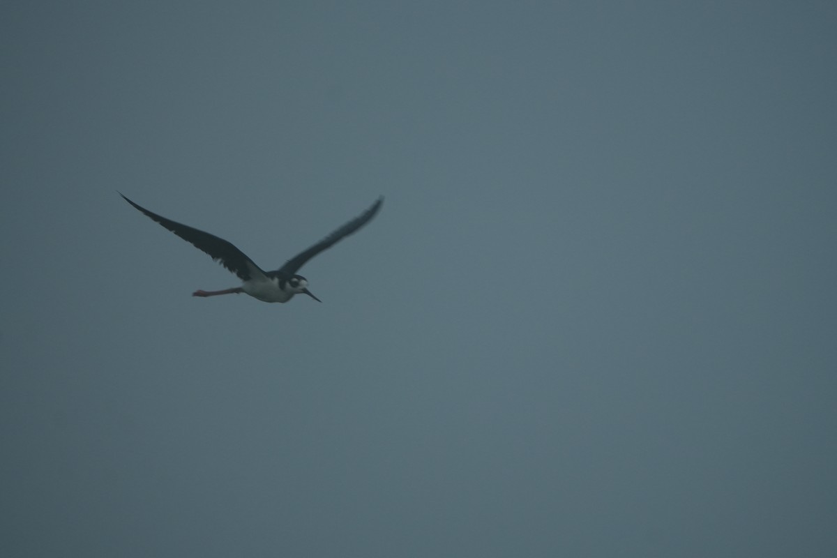 Black-necked Stilt - ML638437785