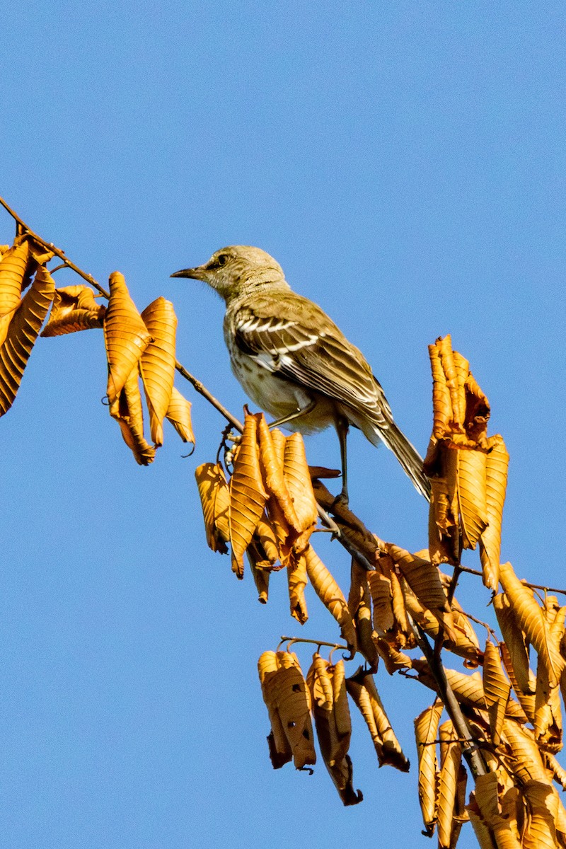 Northern Mockingbird - ML638437788
