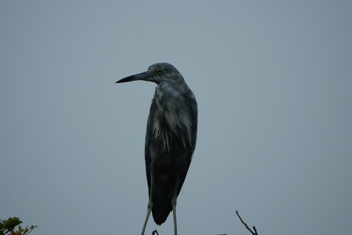 Little Blue Heron - ML638437789