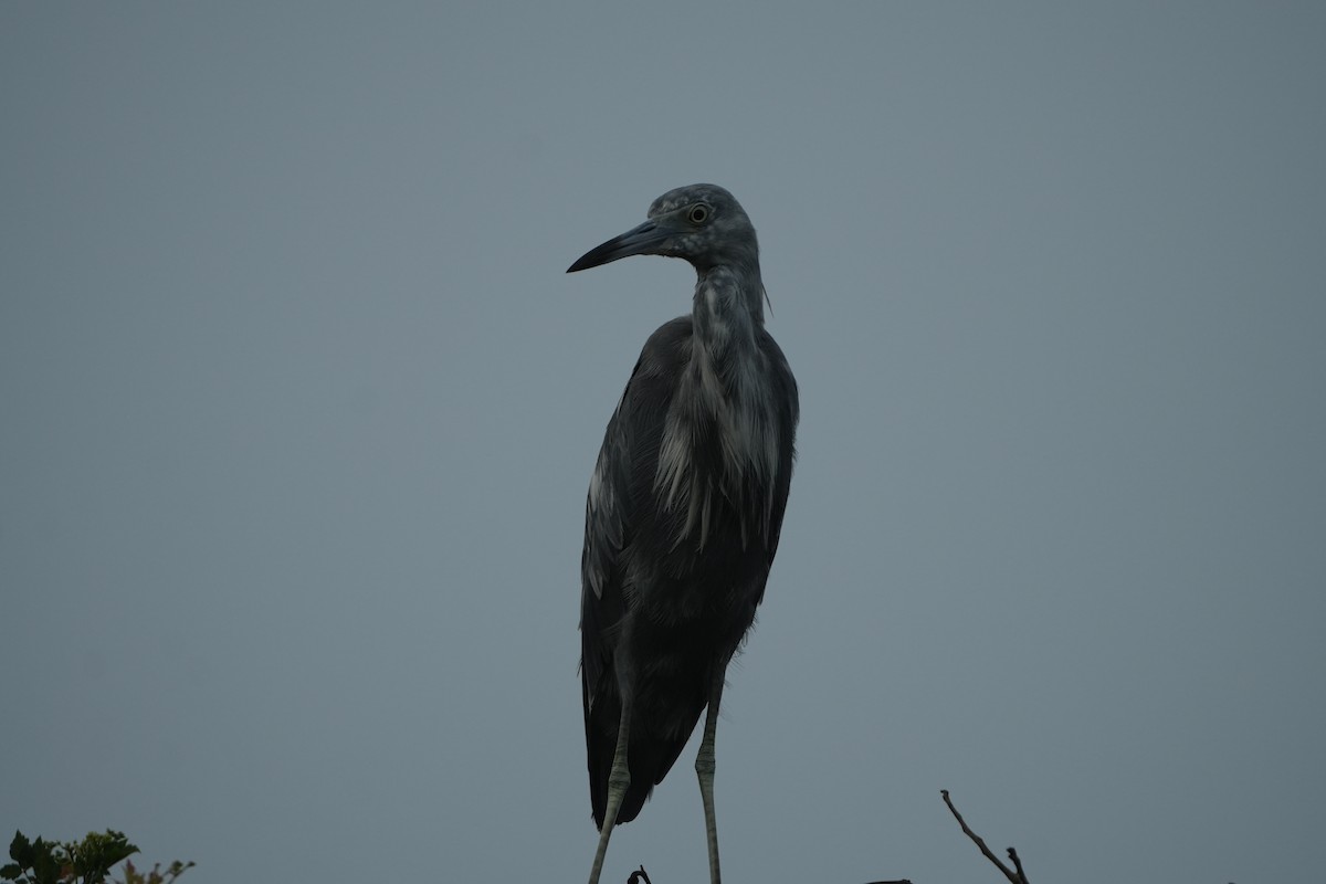 Little Blue Heron - ML638437790