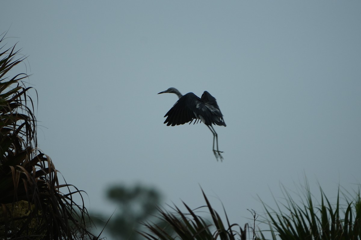 Little Blue Heron - ML638437791