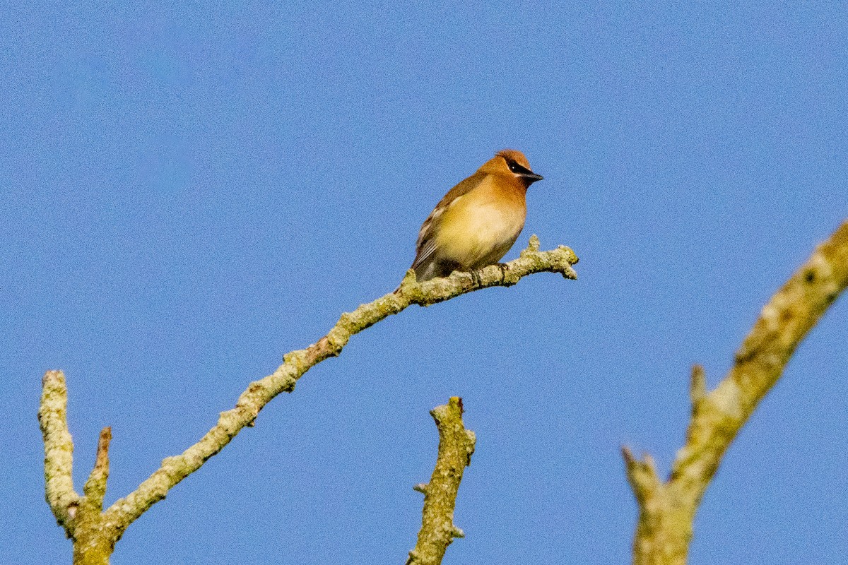 Cedar Waxwing - ML638437802