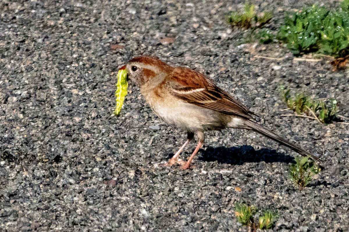 Field Sparrow - ML638437806