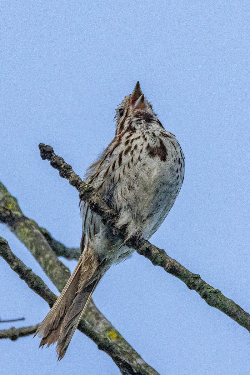 Song Sparrow - ML638437814