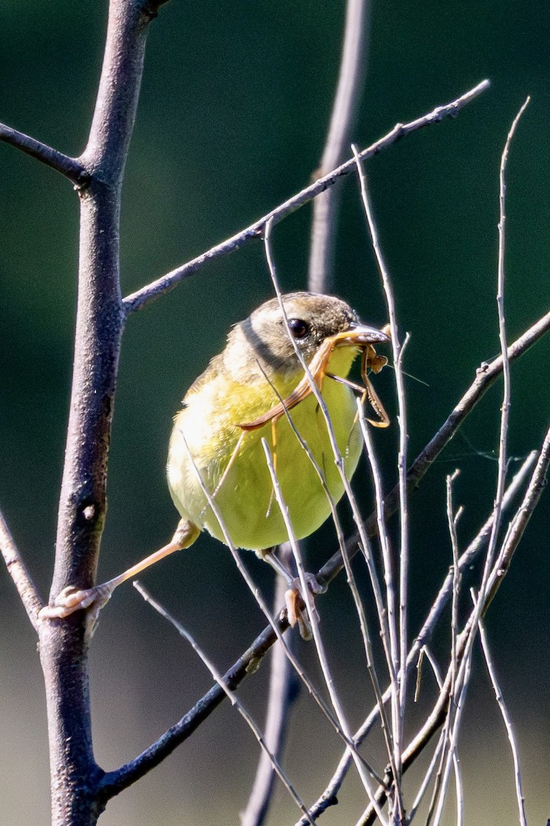 Common Yellowthroat - ML638437816