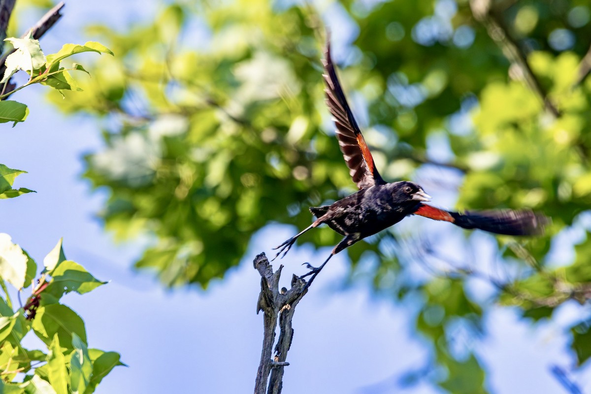 Red-winged Blackbird - ML638437822