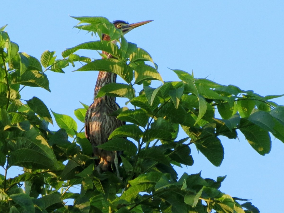 Green Heron - ML638437839