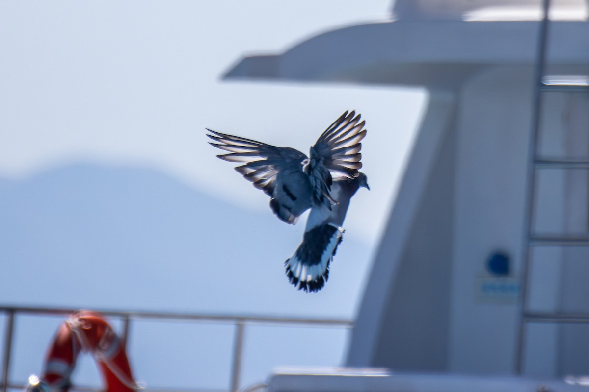 Hill Pigeon - ML638437846