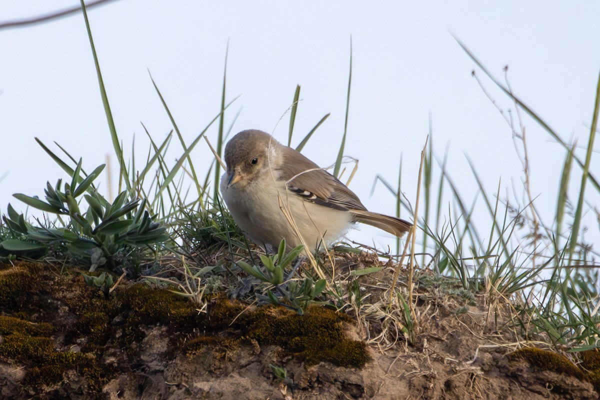 Ground Tit - ML638437877