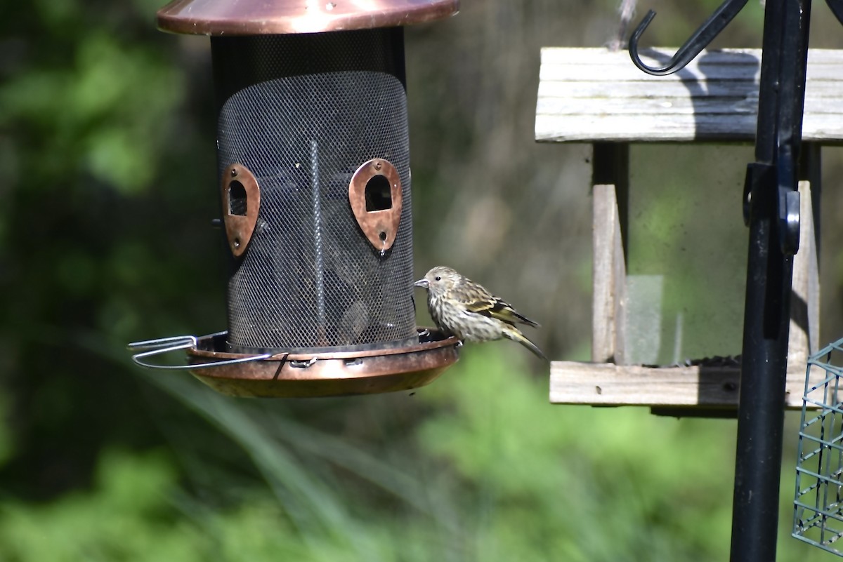Pine Siskin - ML638437879