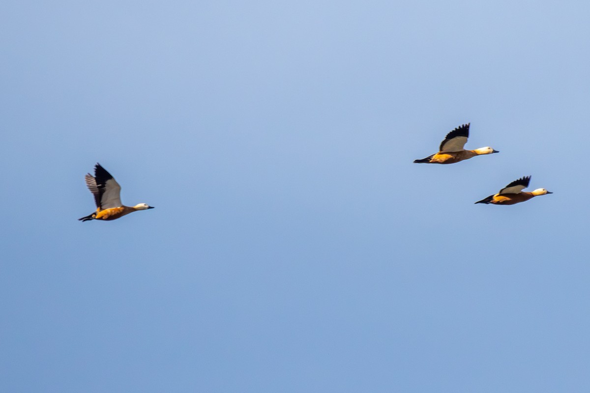 瀆鳧 - ML638437893