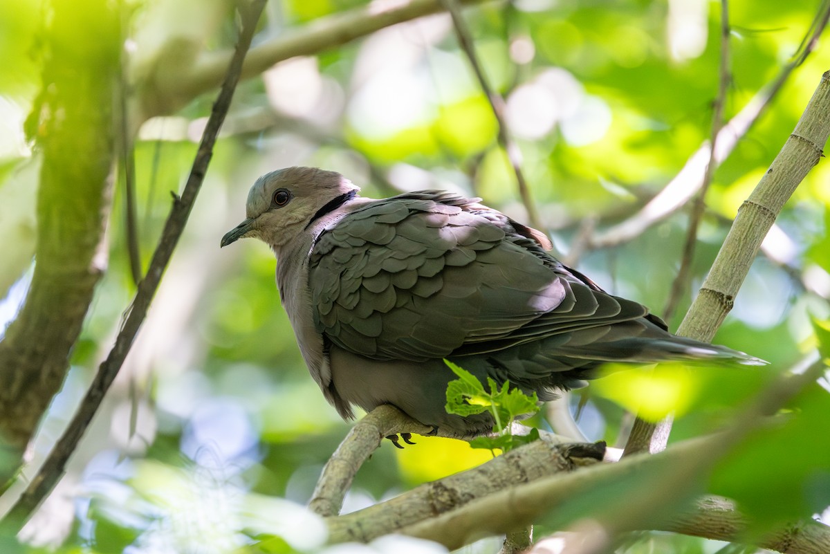 Red-eyed Dove - ML638437906
